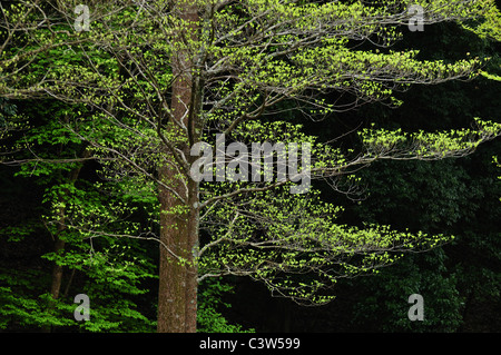 Dogwood in Spring Stock Photo