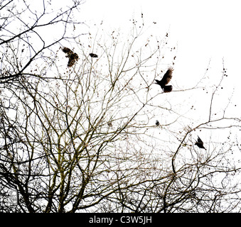 black crow and tree silhouette on white sky Stock Photo