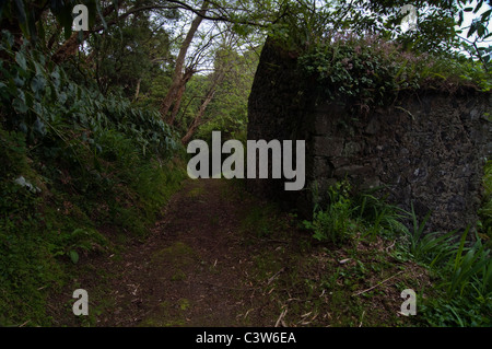 Mysterious and lush hiking trails on São Miguel Island, Azores, featuring moss-covered stone walls and a spring embedded in the forest landscape. Stock Photo