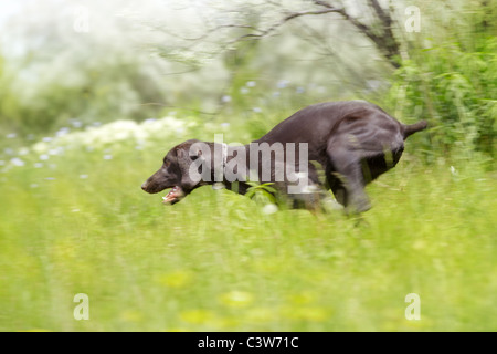 Young German short haired pointer running in the field. Natural light and colors Stock Photo