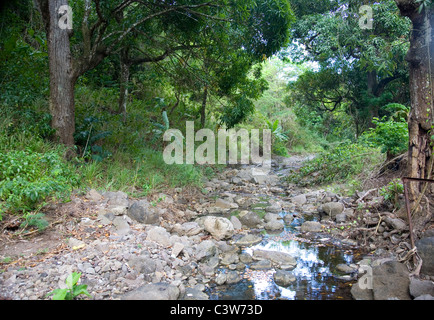 Fig Tree Drive - woods with brook running through in Antigua Stock