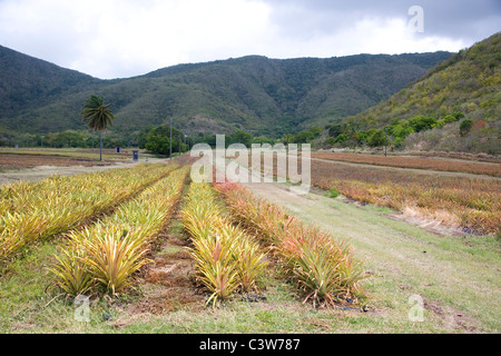 Pineapple Plantation at Cades Bay in Antigua Stock Photo