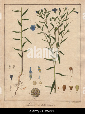 Common flax, Linum usitatissimum Stock Photo