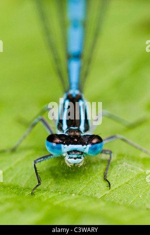 common blue damselfly resting on leaf Stock Photo - Alamy