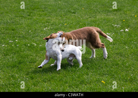 Smooth coated Jack Russell terrier and border collie pup (Canis lupus familiaris) playing in garden Stock Photo