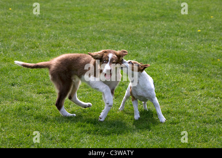 Smooth coated Jack Russell terrier and border collie pup (Canis lupus familiaris) playing in garden Stock Photo