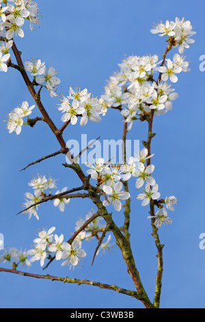 Blackthorn / Sloe (Prunus spinosa) flowering in spring, Belgium Stock Photo