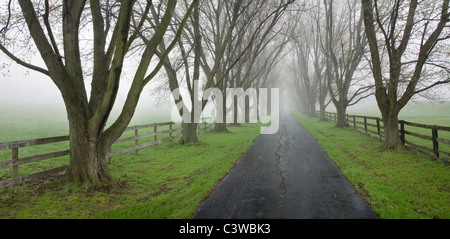 A Tree Lined Country Lane On A Foggy Early Spring Morning, Southwestern Ohio, USA Stock Photo