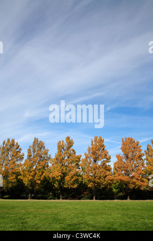 Maple Trees Lined Up Along A Walkway In Early Autumn, Ault Park, Cincinnati, Ohio, USA Stock Photo
