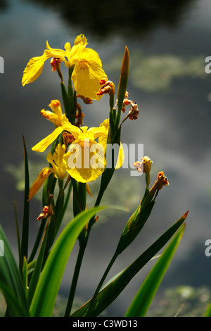 Yellow Flag Water Iris (Iris pseudacorus) Stock Photo