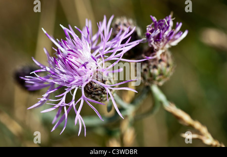 The purple flower of a spotted knapweed (Centaurea maculosa). This noxious weed was found on Mt. Jumbo in Missoula, Montana. Stock Photo