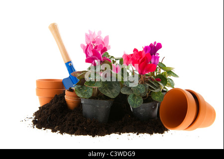 Many colorful Cyclamen with garden tools isolated over white background Stock Photo