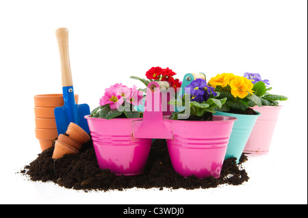 Gardening with sand shovel Primroses and flower pots Stock Photo