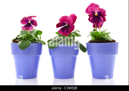 Three Pansy Violets in red isolated over white Stock Photo