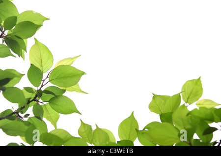 Green leaves isolated on white background Stock Photo