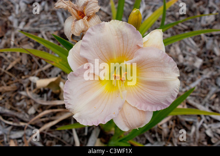 Day Lily Stock Photo