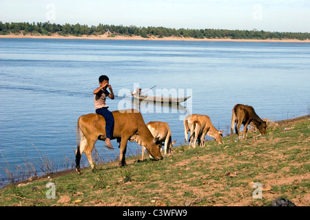 A young Asian boy is sitting on top of a brown cow on the shore of the Mekong River in Kratie, Cambodia. Stock Photo