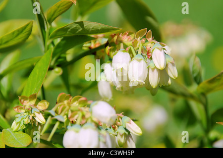 Heidelbeere Bluete - Bilberry flower 02 Stock Photo