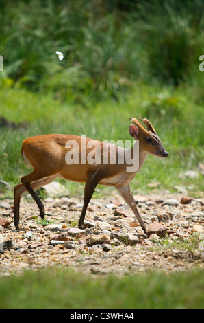 Male Red (or common) Muntjac Deer, Muntiacus muntjac, also known as a barking deer in Huai Kha Kaeng, Thailand. Stock Photo