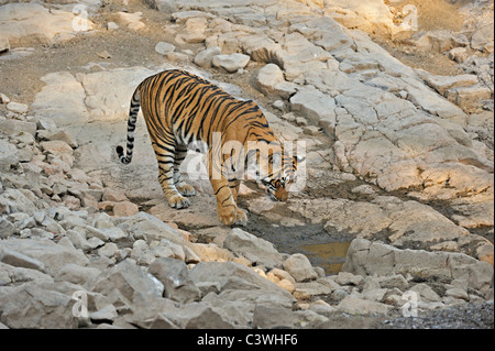 Tiger near a rocky water hole in Ranthambhore national park Stock Photo