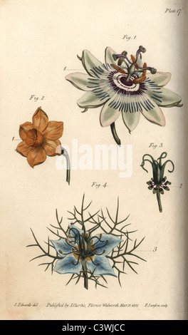 Nectarium of the passionflower, daffodil, and love in a mist. Stock Photo