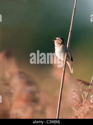 Sedge Warbler (Acrocephalus schoenobaenus) singing and perched on reed, Warwickshire Stock Photo