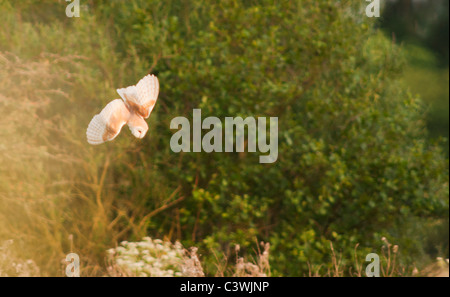 Barn Owl (Tyto Alba) with diving for prey, Warwickshire Stock Photo