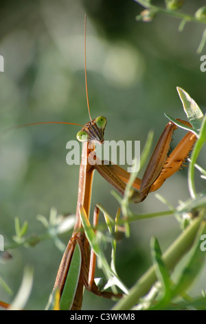 A Chinese Mantis Checking Me Out, Tenodera aridifolia sinensis, Stock Photo