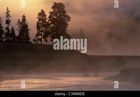 Canada geese in a steaming Madison River on a cold autumn morning in Yellowstone Stock Photo