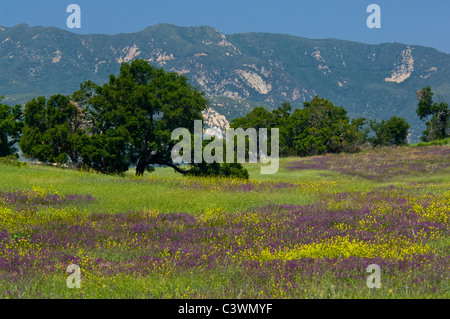 Oak Trees and Spring purple and yellow wildflowers bloom in green hills near Ojai, California Stock Photo