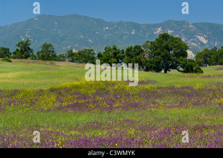 Oak Trees and Spring purple and yellow wildflowers bloom in green hills near Ojai, California Stock Photo