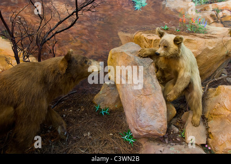 Natural history exhibit at the Ojai Valley Museum, Ojai, California Stock Photo