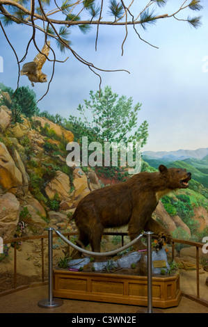 Natural history exhibit at the Ojai Valley Museum, Ojai, California Stock Photo