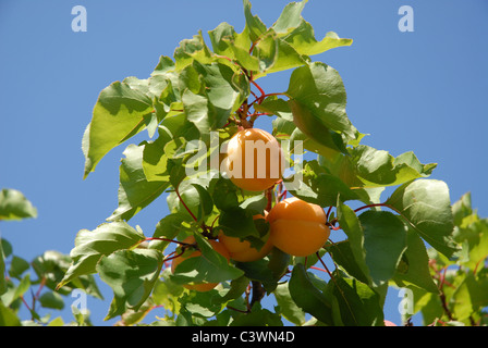 apricots growing on a tree, Alicante Province, Valencia, Spain Stock Photo
