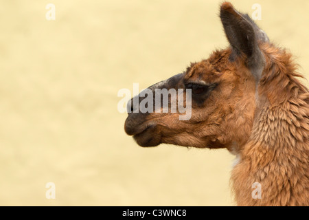 ISOLATED HEAD SHOT OF AN ADULT FEMALE LAMA GLAMA Stock Photo