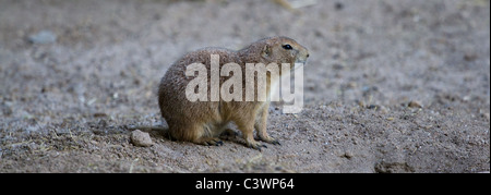 Prairie Dog Stock Photo