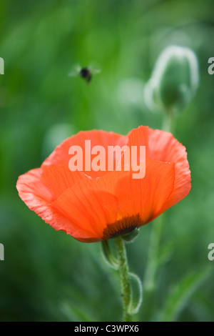 Bumble bee with red poppy Stock Photo
