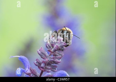 Bombus Lucorum. Bumble bee on a Salvia flower in an english garden Stock Photo