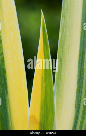 Iris Pallida, variegated iris plant leaves pattern Stock Photo