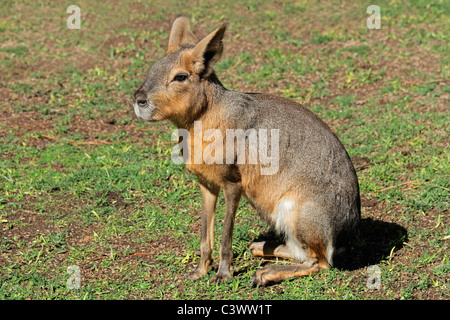 Patagonian mara (Dolichotis patagonum), Argentina Stock Photo