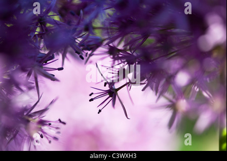 Allium purple sensation flower abstract Stock Photo