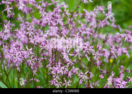 Wild Pink Campion Flowers (Meadow Campion, Ragged Robin) Stock Photo
