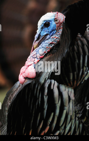 Wild Turkey (Meleagris gallopavo), male displaying, New Braunfels, San Antonio, Hill Country, Central Texas, USA Stock Photo