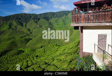 Tea Plantation, Malaysia Stock Photo