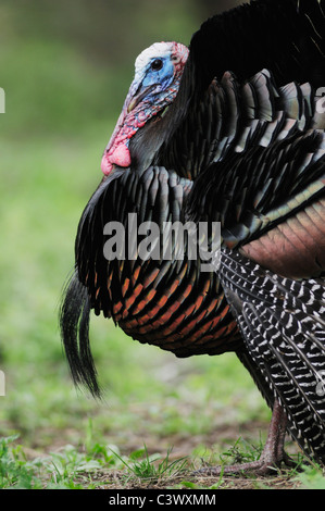 Wild Turkey (Meleagris gallopavo), male displaying, New Braunfels, San Antonio, Hill Country, Central Texas, USA Stock Photo