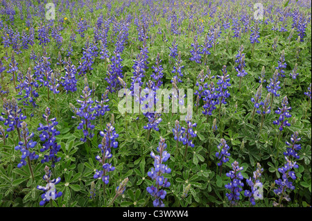 Texas Bluebonnet (Lupinus texensis), blooming, Gonzales County, Texas, USA Stock Photo