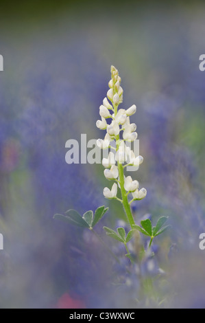 Texas Bluebonnet (Lupinus texensis), white flower morph blooming, Gonzales County, Texas, USA Stock Photo