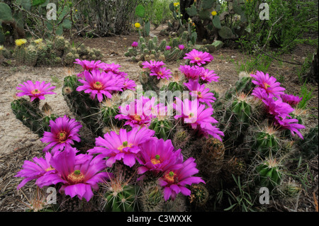 Strawberry Hedgehog Cactus (Echinocereus enneacanthus), blooming, Laredo, Webb County, South Texas, USA Stock Photo