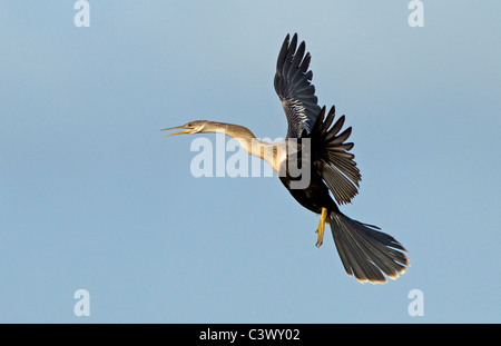 American Anhinga in flight Venice Rookery, Florida. Stock Photo