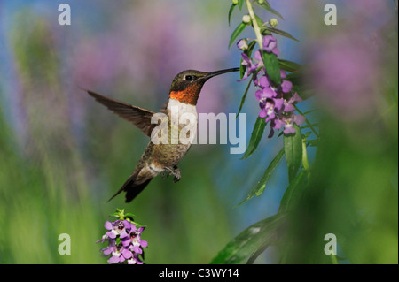 Ruby-throated Hummingbird (Archilochus colubris), male in flight feeding on flower, Hill Country, Central Texas, USA Stock Photo